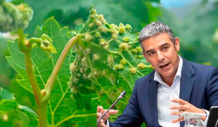 Las dos plagas que ponen en jaque al campo canario: “Es muy complicado erradicarla”