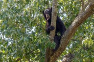 Franklin County man hurt in rare attack by black bear, Arkansas Game and Fish Commission says