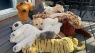 Michigan Dog Stuns Internet With Her Hilarious Routine Involving 30 Stuffed Animals
