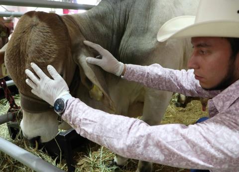 Refuerzan la vigilancia por gusano barrenador
