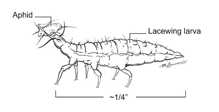 How to use biological controls to battle pests in your Northeast Ohio garden
