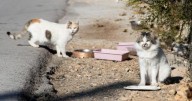 Una entidad animalista denuncia que se ha practicado la eutanasia a gatos callejeros de Llucmajor