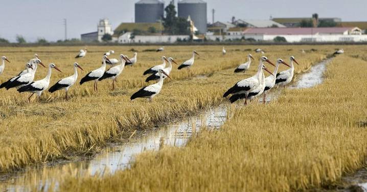 Confirmado un nuevo foco de gripe aviar en aves silvestres en el entorno de Doñana