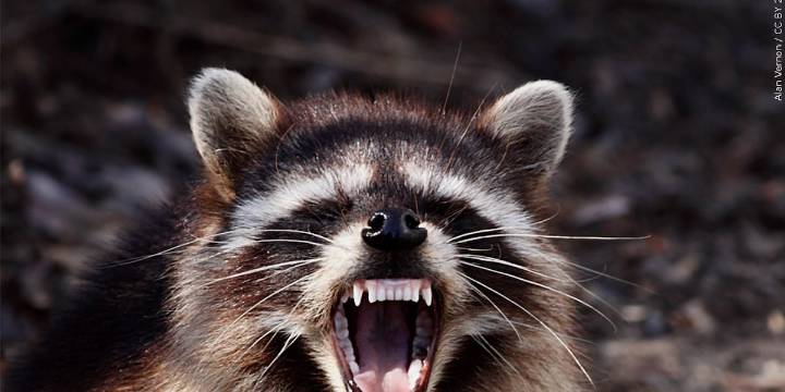 One person, two dogs potentially exposed to rabid raccoon in Kershaw County