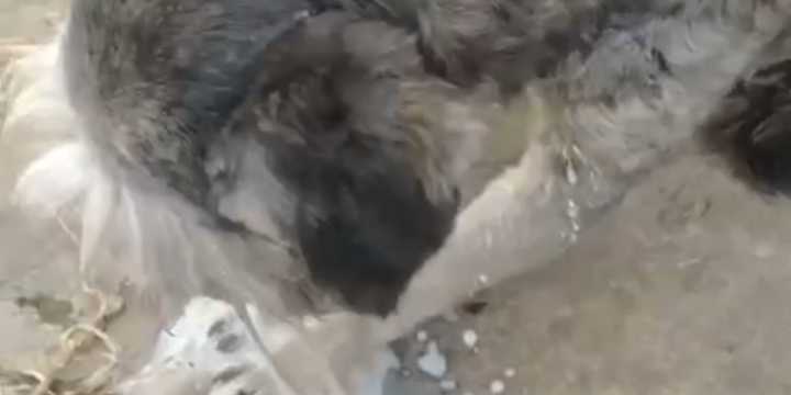 Crueldad en Facatativá: denuncian envenenamiento de perros en la vereda Mansilla