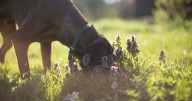 Dog owners warned over 'deadly risk' that could leave them with hefty bill