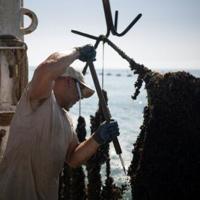 Bulgarian mussel farmers face risk, and chance, in hotter sea