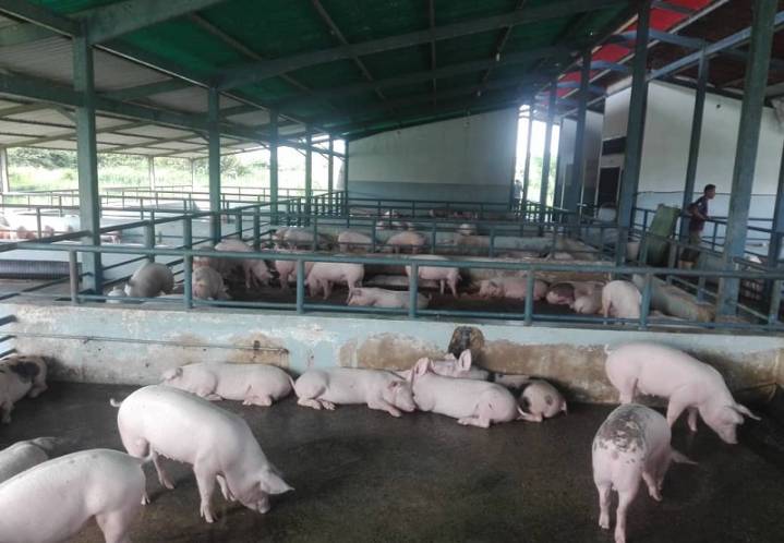 Incrementan la producción porcina en el estado Apure