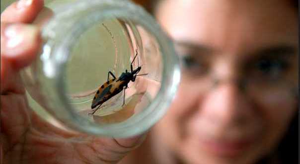 Alertan contagios de mal de Chagas en los últimos años