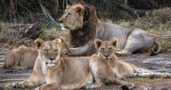 Zookeeper in Thailand dies after being attacked by lions in front of visitors