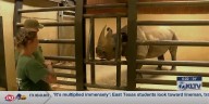 Tyler zoo features critically endangered black rhino for World Rhino Day