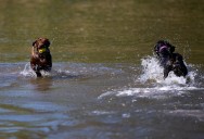 Asking Eric: Pushy dog park user makes us not want to return lest we encounter her again
