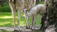 Zoológico de Morelia registra 61 crías nacidas durante 2025