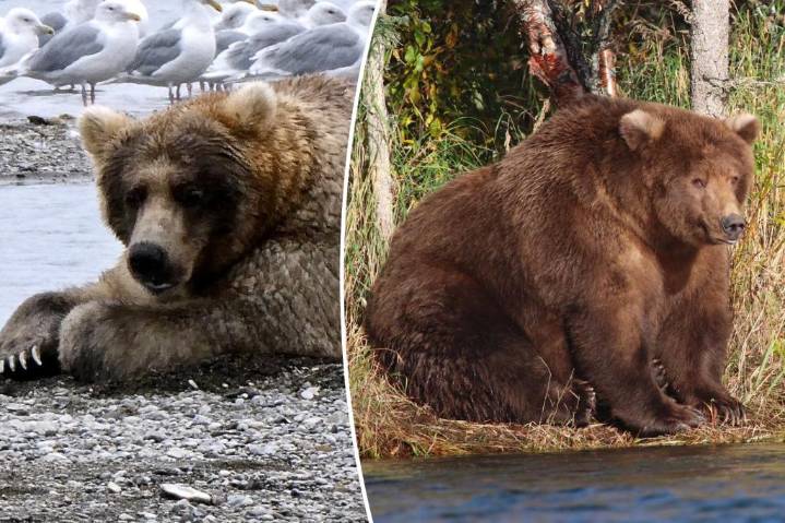 Alaska national park to host its 11th annual Fat Bear Week