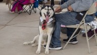 Esteriliza a tu mascota a bajo costo el próximo sábado