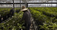 California’s cannabis industry gets a break under new law suspending tax hike