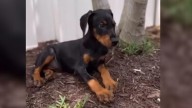 Florida Couple Adopts Surrendered Doberman Puppy And Their Dog’s Reaction Upon Meeting Her Melts Hearts