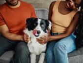 4 Smartest Dog Breeds, According to Veterinarians
