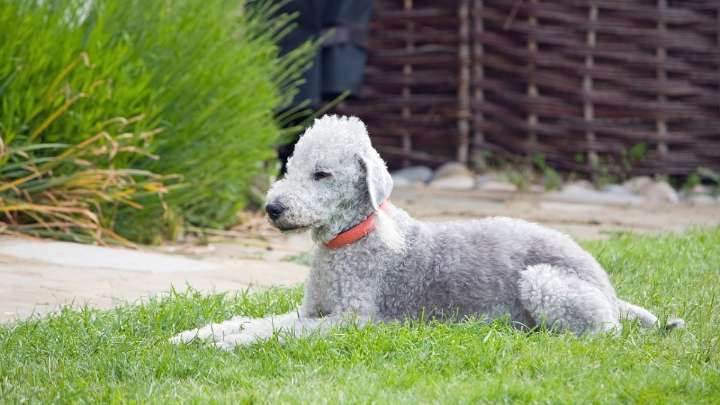 Estas son las 9 razas de perro más raras del mundo: Uno tiene "doble nariz"