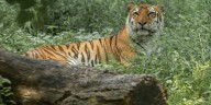 SF Zoo announces passing of 16
