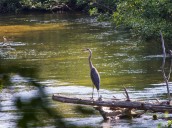 Republican budget scraps ‘natural river’ listing for prime trout waterway