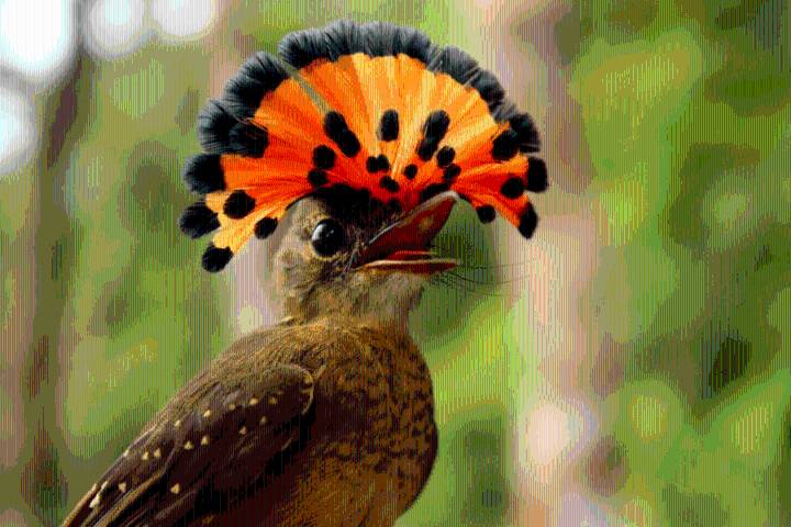 Tropical bird numbers plummet due to more days of extreme heat, study finds