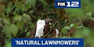 Goats used as ‘natural lawnmowers’ at SE Portland golf course