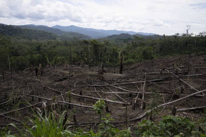As Amazon’s ‘flying rivers’ weaken with tree loss, scientists warn of worsening droughts