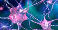 Descubrimiento clave | Científicos demuestran que la microbiota intestinal "habla" con las neuronas