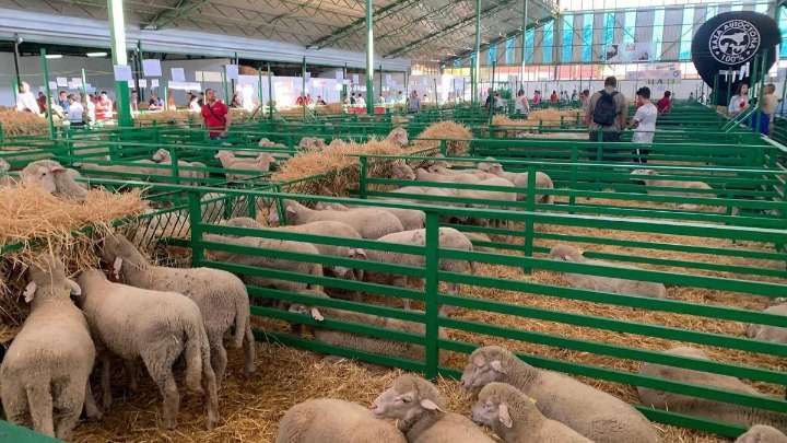 Zafra recupera la feria de ganado más importante del país, con 2.000 ejemplares y 600 expositores