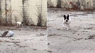 Missouri Stray Dog Waited Patiently On The Streets Until A Rescuer Finally Changed His Life