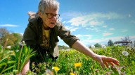 Foraging revival: How wild food enthusiasts are reconnecting with nature