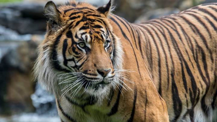 Tiger handler fatally mauled at Oklahoma preserve