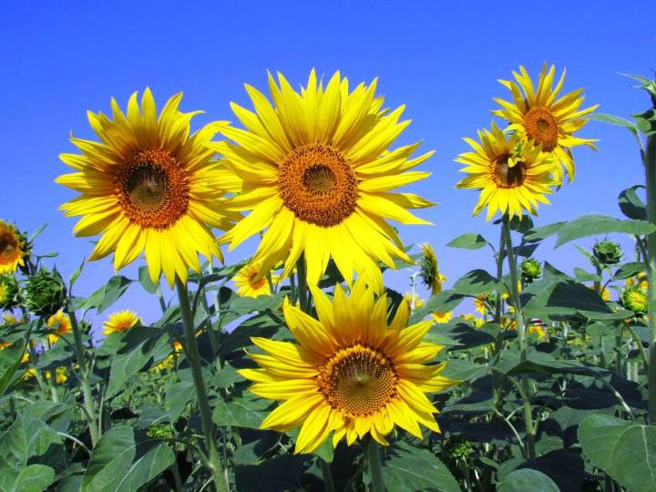 Éste es el significado de las flores amarillas