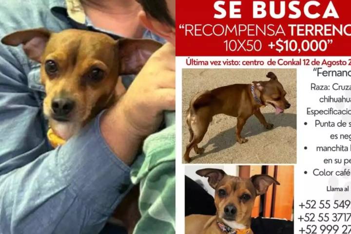 Ofrecen terreno y 10 mil pesos en Conkal por perro chihuahua perdido