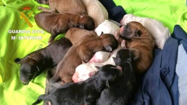 Investigan a un vecino de Tomiño (Pontevedra) por enterrar a varios cachorros recién nacidos