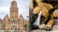 Mumbai News: Over 1,00,000 Dogs Vaccinated As BMC Pushes For Rabies