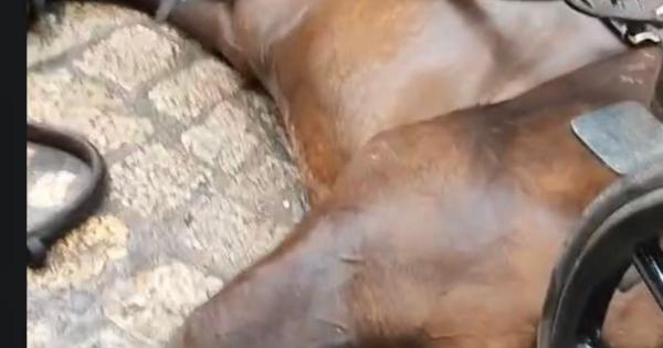 Progreso en Verde denuncia un segundo caso de un caballo desplomado en Palma