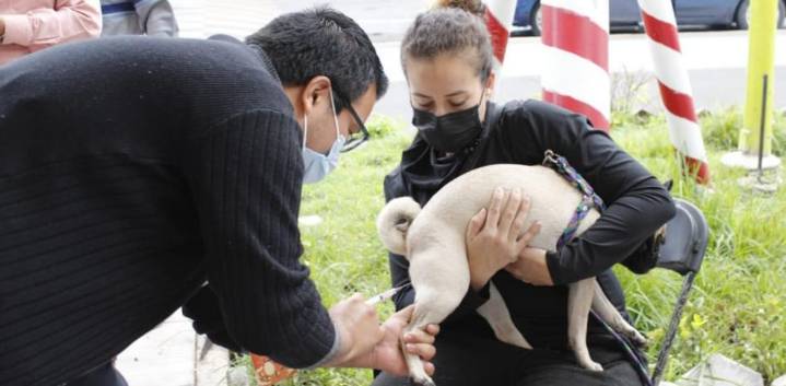 México, libre de rabia humana transmitida por perros, gracias a la prevención 