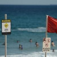 'Large shark' kills man off Sydney beach