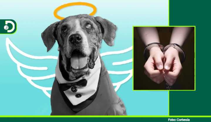 Histórico: primera aplicación de la Ley Ángel envía a la cárcel a un abusador de animales