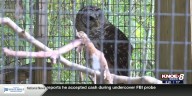 Zoo Buddy: Barred Owls!