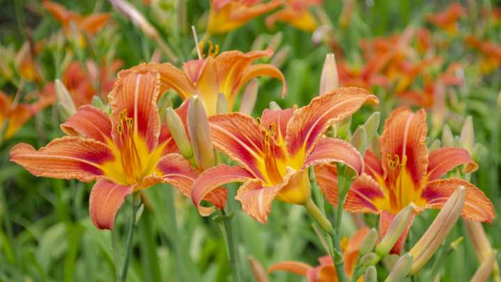 Benefits Of Pruning Daylilies In The Fall That No One Has Told You About