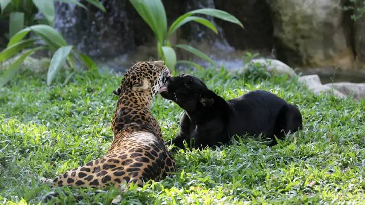Cali, sede de rueda de negocios internacional sobre turismo de naturaleza: convocan a 63 compradores extranjeros y a 81 exportadores colombianos