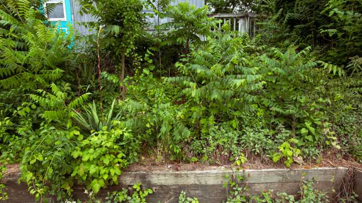 The Fast-Growing Fall Weed You Might Actually Want In Your Yard