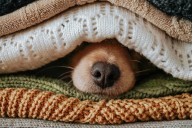 23 Dogs With Fall Fashion Sense