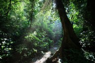 The carbon market paradox: Steve Zwick on why financing forests is more complicated than it looks