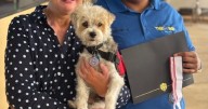 Milwaukee streetcar driver honored for heroic rescue of woman and service dog