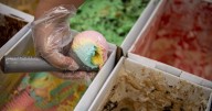 Reed's Dairy serving up ice cream and a whole lot more