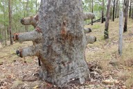Unusual gum tree growing on woman's property stuns Aussies: 'Very funky'
